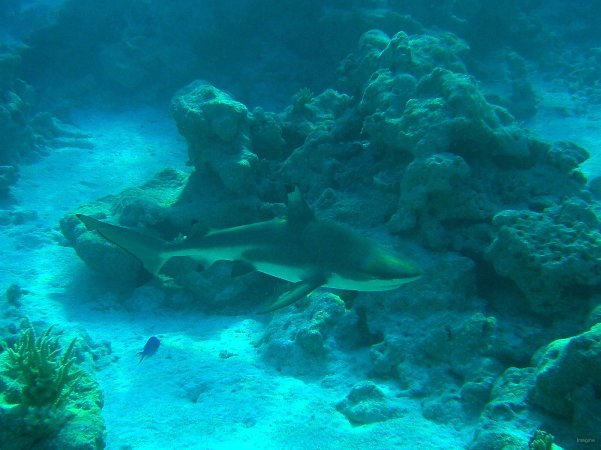 62- Rencontre avec un requin pointe noire au detour d'un pate de corail 